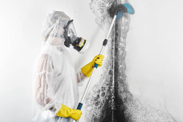 Sorrento, LA Mold Removal Company